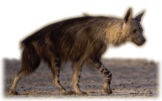 Brun hyena